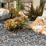 Southwest Boulder & Stone 1.0 cu. ft. 1 in. to 2 in. Mixed Mexican Beach Pebble Smooth Round Rock for Gardens, Landscapes and Ponds - Super Arbor