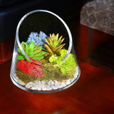 Mosser Lee 3 oz. Reindeer Moss Assorted Collection - Super Arbor