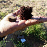 WONDER SOIL Expanding Coco Coir Booster and City Living Soil Wafers Combo Pack