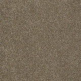 STAINMASTER PetProtect Baxter IV Dachshund Textured Carpet (Indoor)