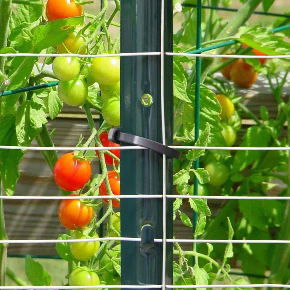 Angel Sar 60 in. x 1.2 in. x 1.2 in. Metal Fence Post U Post Green for Garden Wire Fence Steel Garden Post Sign Post (10-Pack)