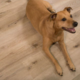CALI Vinyl Pro Classic 10-Piece 7.12-in x 48-in Aged Hickory Luxury Vinyl Plank Flooring