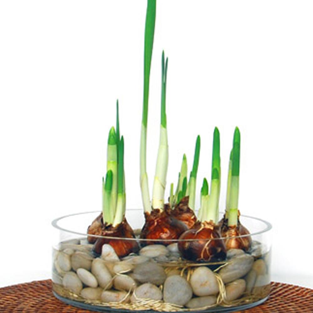 Mosser Lee 5 lb. Mixed River Stones - Super Arbor
