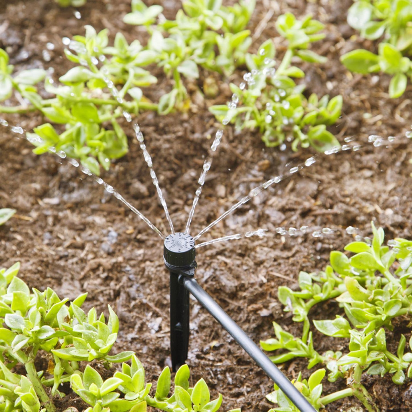Raindrip Half-Circle Drip Irrigation Bubbler, 20 GPH