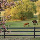 CenFlex 5 in. x 330 ft. Black Flexible Rail Horse Fence