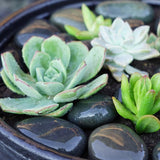 Southwest Boulder & Stone 0.50 cu. ft. 3 in. to 5 in. Black Mexican Beach Pebble Smooth Round Rock for Gardens, Landscapes and Ponds - Super Arbor