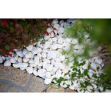 MSI Himalaya White 0.5 cu. ft . 1 to 2 in. Pebbles. 40 lbs. Bag (55 Bags/Pallet)
