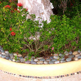 Mosser Lee 5 lb. Mixed River Stones - Super Arbor