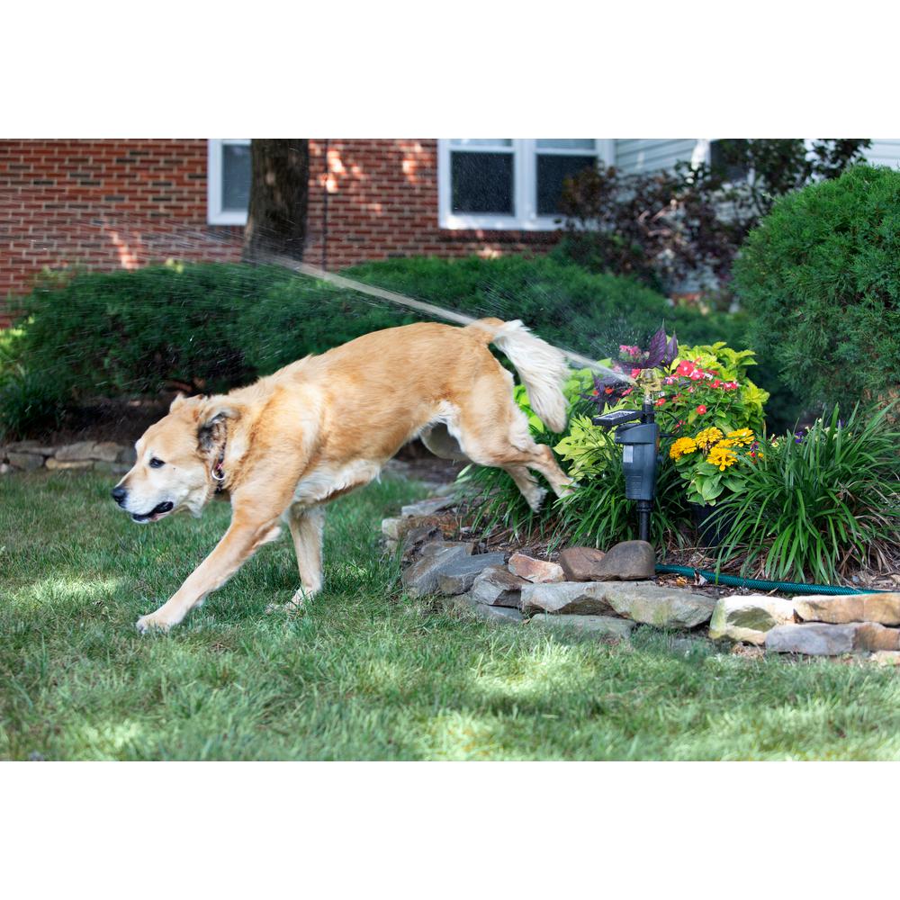 Sprinkler with Motion Sensor - Super Arbor