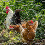 FAR NORTH INTERNATIONAL 3 ft. x 50 ft. 20-Gauge Galvanized Poultry Netting with 1 in. Mesh