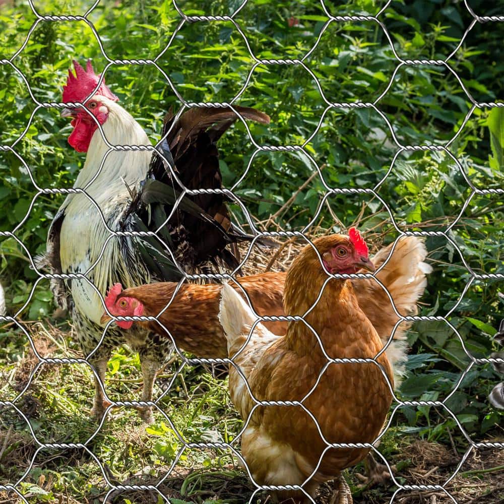 FAR NORTH INTERNATIONAL 4 ft. x 150 ft. 20-Gauge Galvanized Poultry Netting with 1 in. Mesh