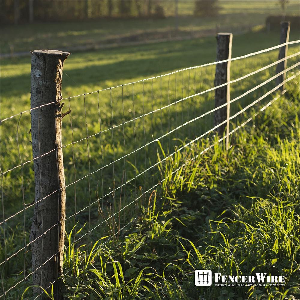 Fencer Wire 2 ft. x 50 ft. 12.5-Gauge Welded Wire Fence with 2 in. x 4 in. Mesh, Galvanized Welded Fence Wire Roll