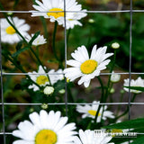 Fencer Wire 2 ft. x 50 ft. 16-Gauge Galvanized Rabbit Fence