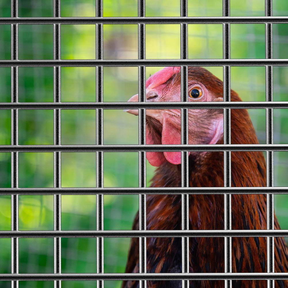 1/2 in. x 2 ft. x 25 ft. 19-Gauge Hardware Cloth