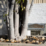 MSI Mixed Polished Landscape Pebbles, 1–2 in, 0.5 cu. ft. per 40 lb Bag (Pallet of 55 Bags)