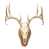 Walnut Hollow Solid Walnut Euro Mount Kit
