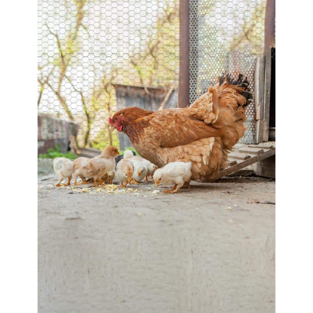 YARDGARD 6 ft. x 150 ft. 20 GA Poultry Netting-Galvanized Steel 2 in. Mesh 308498B
