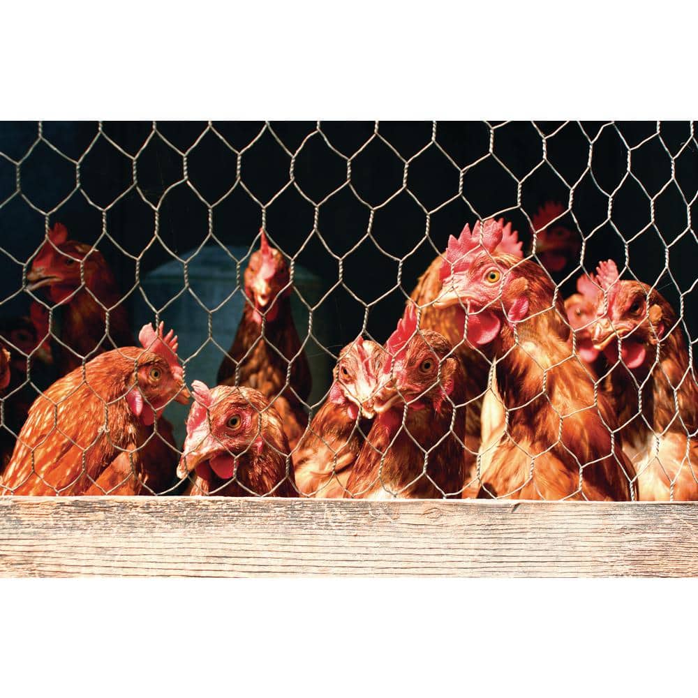 YARDGARD 2 in. Mesh x 2 ft. x 50 ft. 20-Gauge Galvanized Poultry Netting