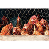 YARDGARD 2 in. Mesh x 2 ft. x 50 ft. 20-Gauge Galvanized Poultry Netting