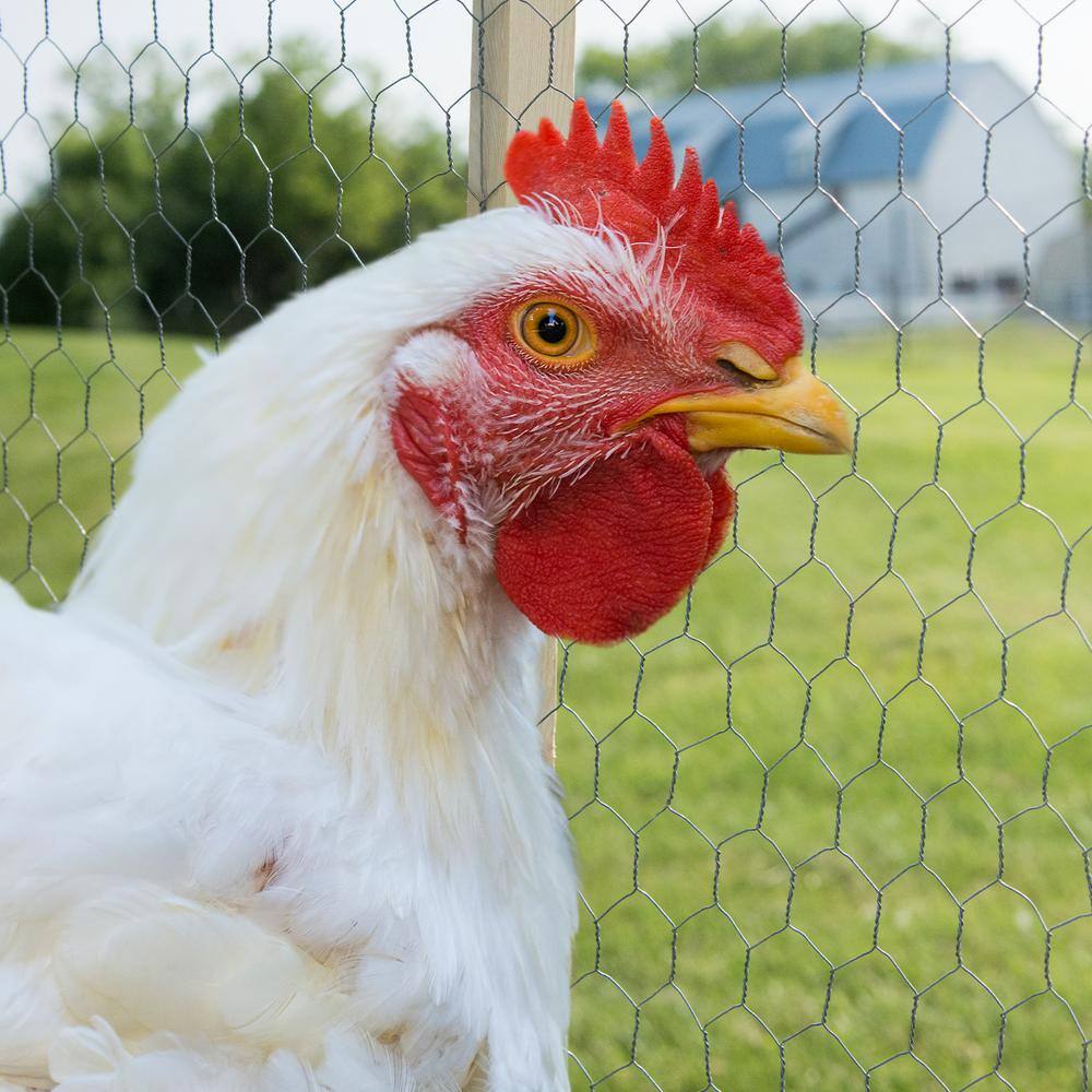 YARDGARD 2 in. x 4 ft. x 50 ft. 20-Gauge Poultry Netting